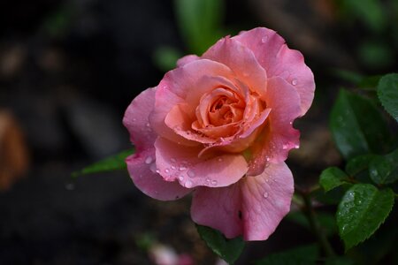 Rain bloom nature photo