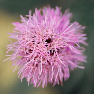 Pink macro close up photo