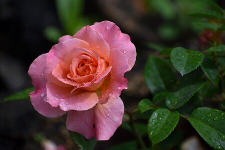 Rain bloom nature