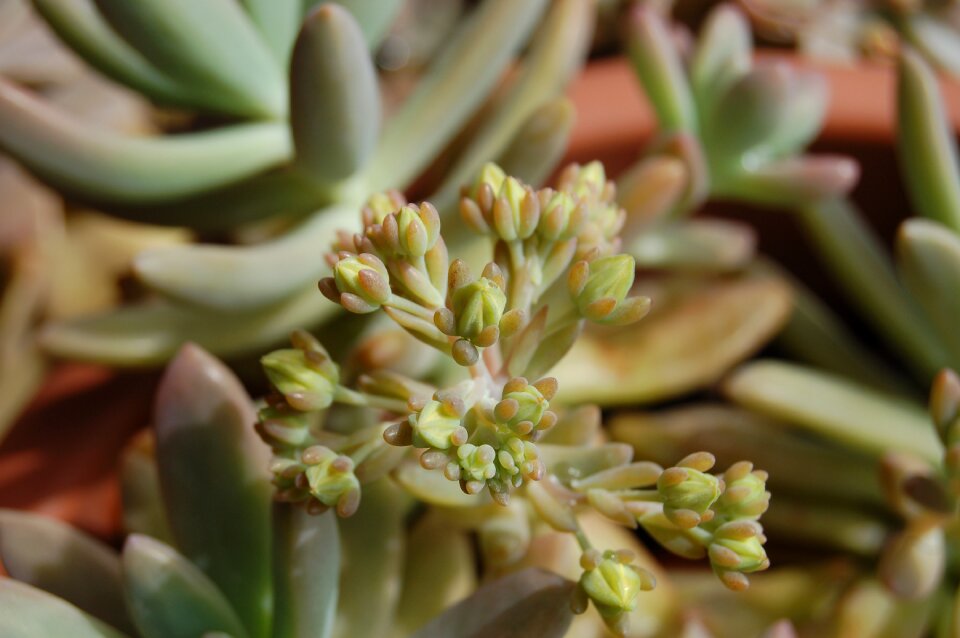 Flower nature succulent plant