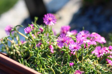 Flowers potted plant plants