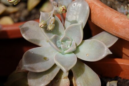 Fat plants droplets graptopetalum