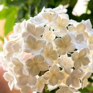Pate has sugar flower hydrangea photo