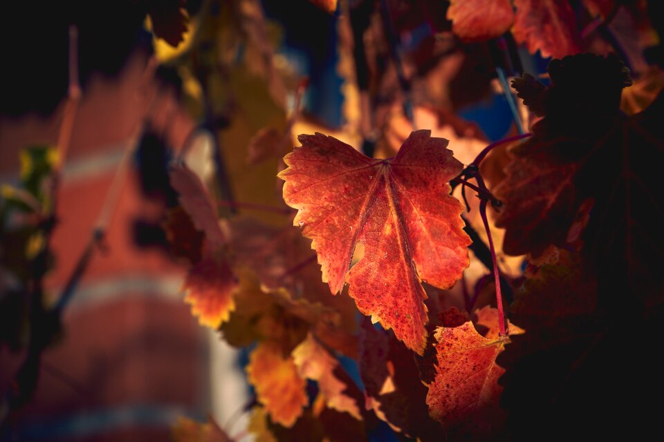 Vine fall color fall foliage