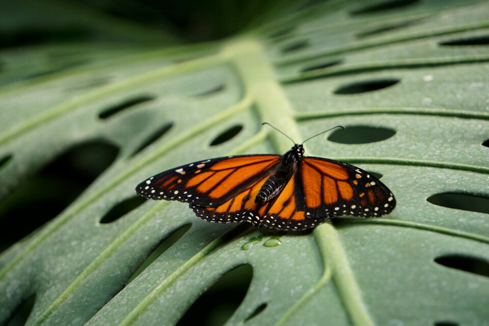 Butterfly monarch nature