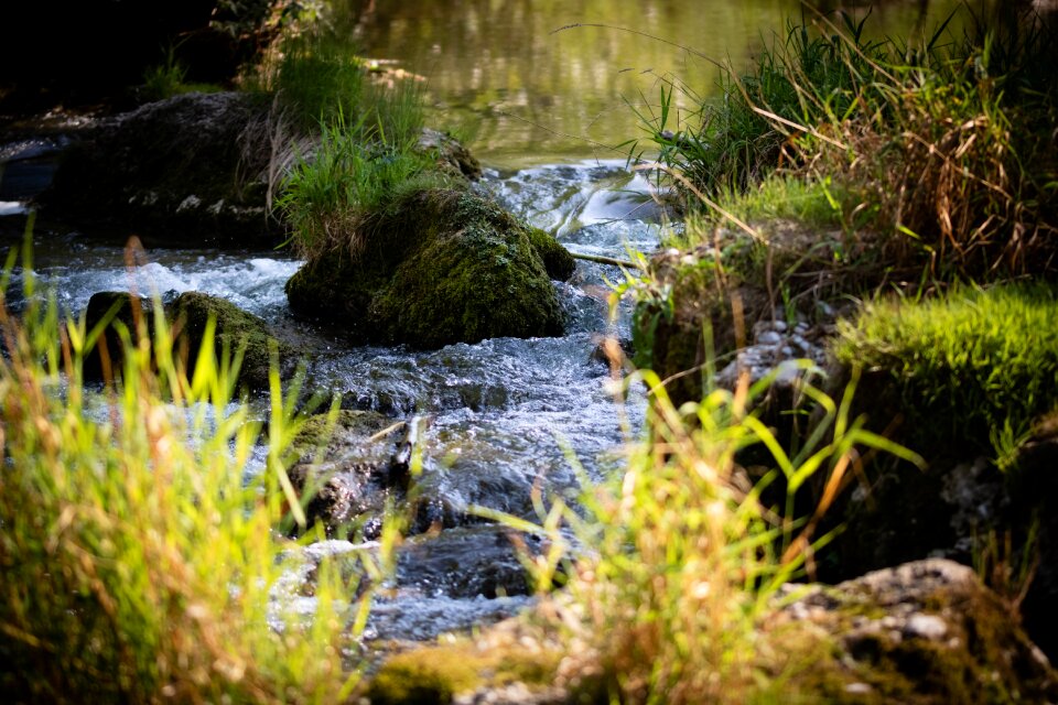 Green live austria
