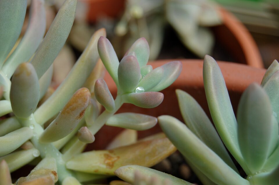 Wallpaper drops succulent plant