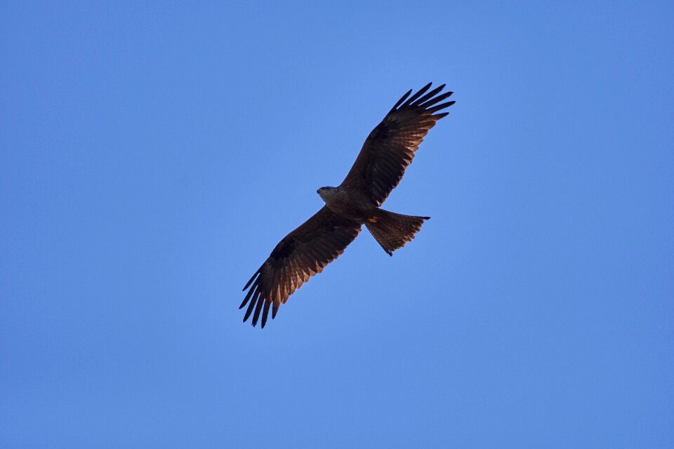 Raptor red milan bird