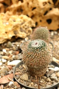 Cactus plant nature