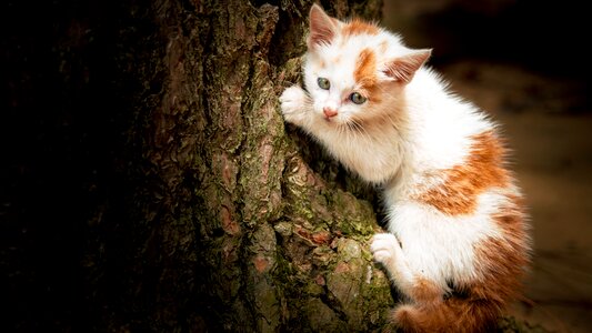 Cute kitten portrait photo