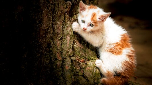 Cute kitten portrait