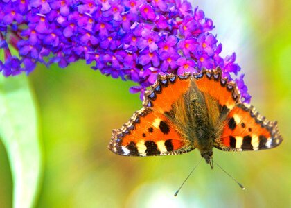 Butterfly flower insect photo