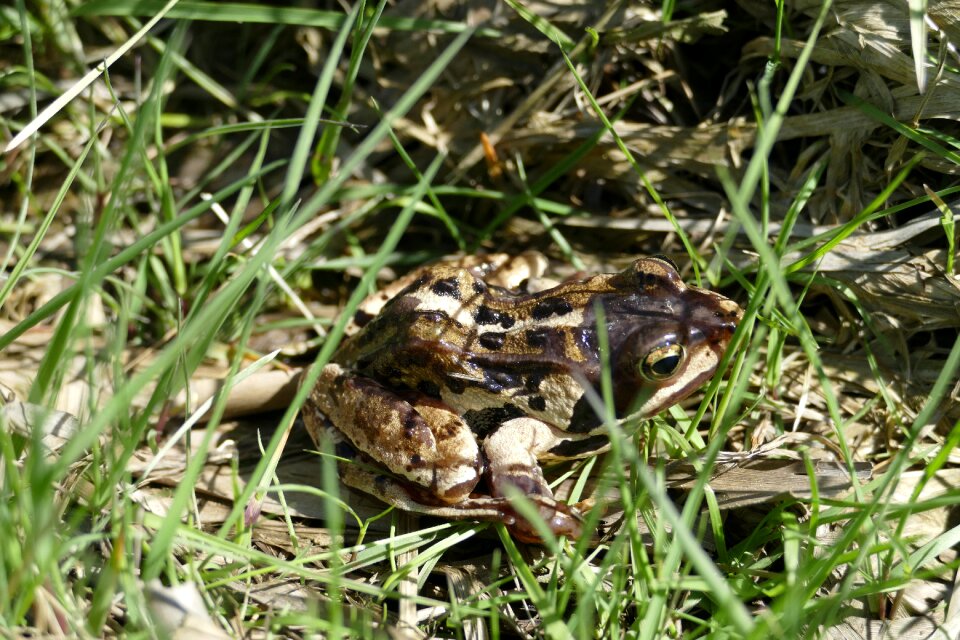 Moor animal rana arvalis