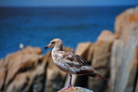 Animal sea seevogel photo