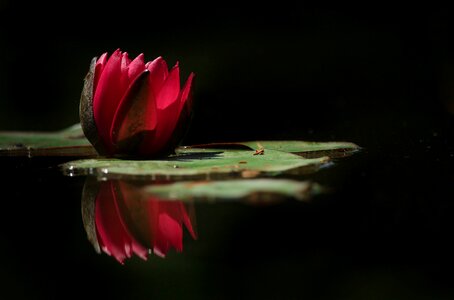 Pond nature bella