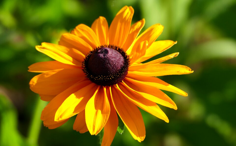 Yellow brown sun