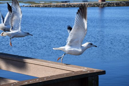 Takeoff railing lake photo