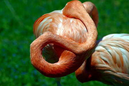 Animal plumage pink photo