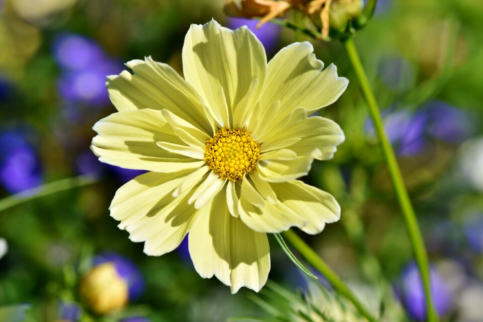Flower blossom bloom
