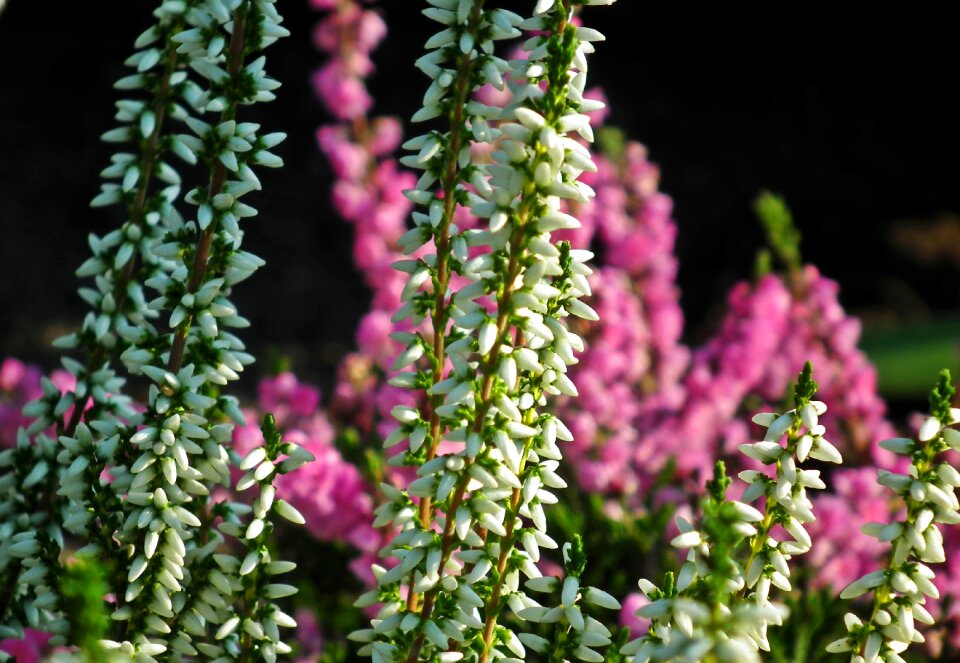 Nature garden flourishing