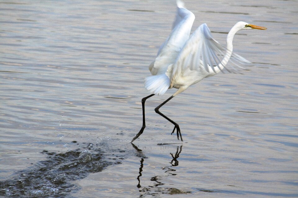 The body of water lake wildlife