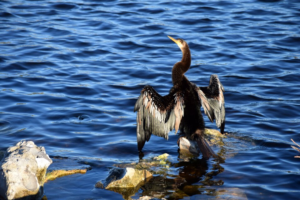 Bird rock lake photo