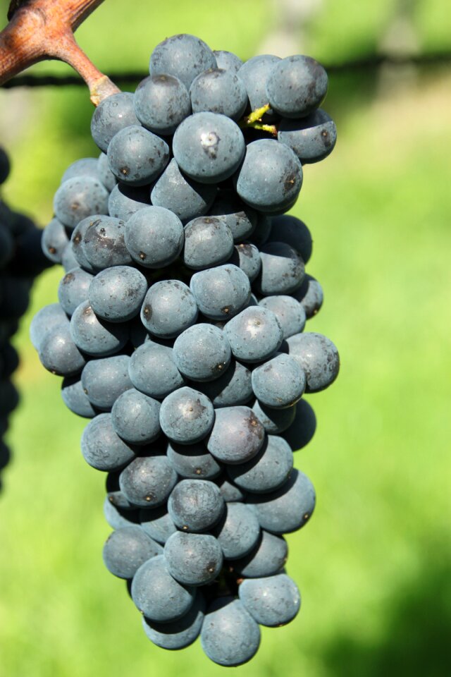 Red grapes blue grapes wine