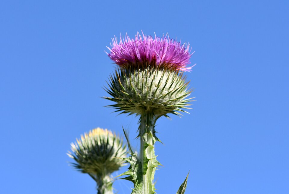 Spur prickly flower