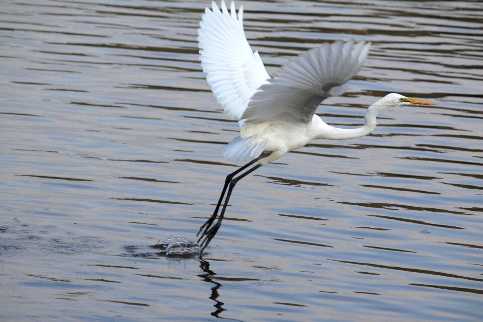 Wildlife the body of water animal