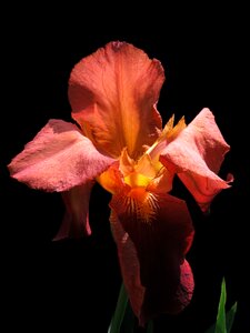 Close up nature flower photo