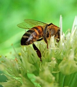 Onion flower garden nature photo