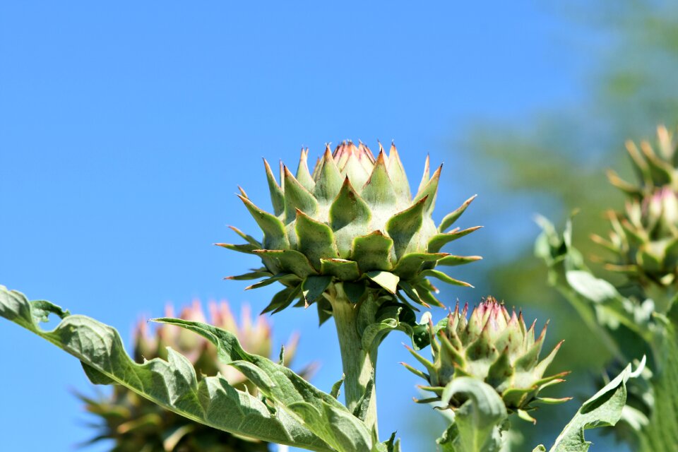 Medicinal plant plant tasty