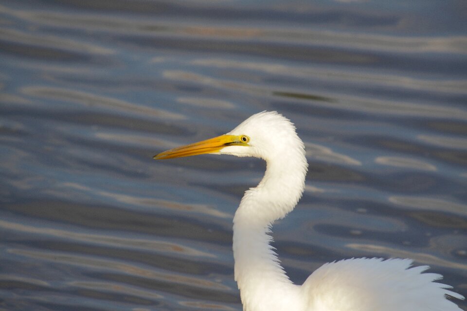New the body of water wildlife