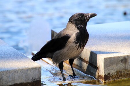 Bird nature water surface