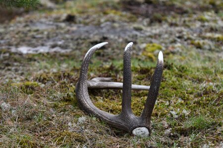 Red deer animals tags