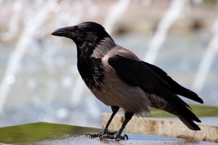Animal bird nature