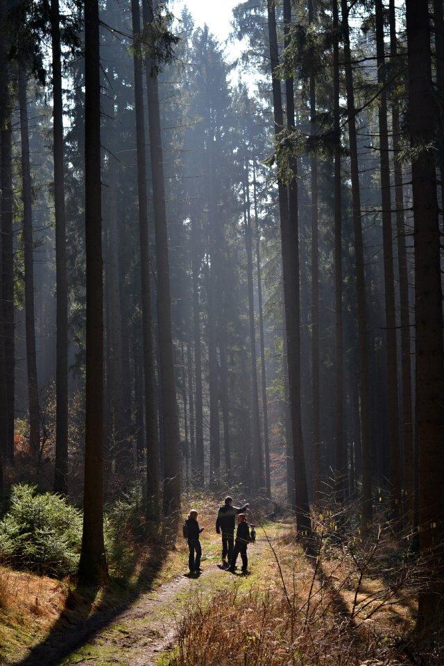 Trees nature the path through the woods photo