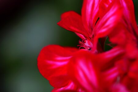 Geranium red close up photo