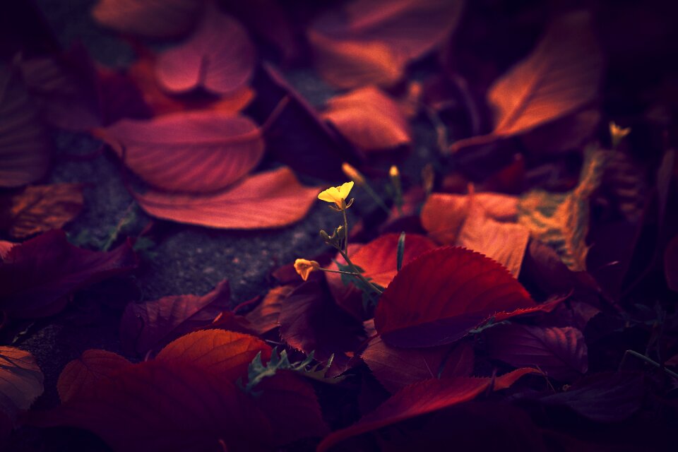 Nature red blossom