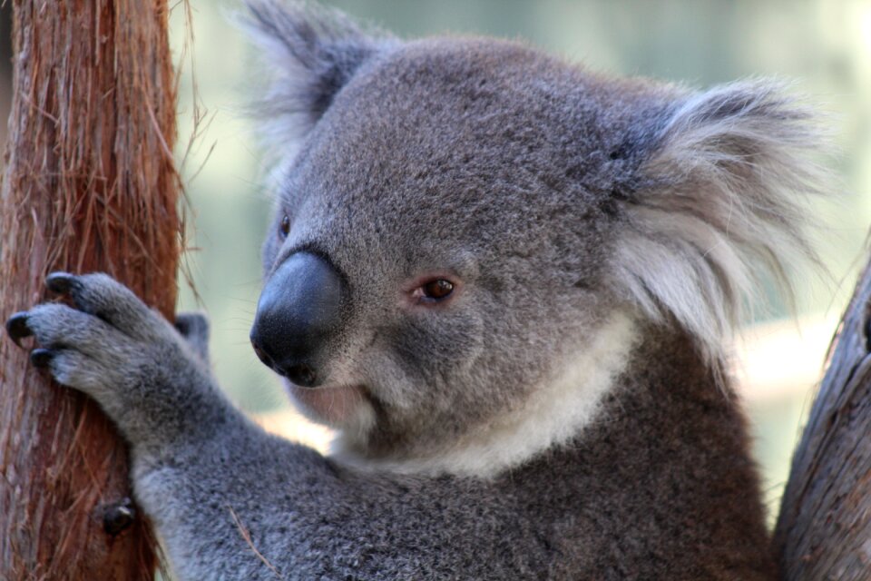 Zoo cute wild
