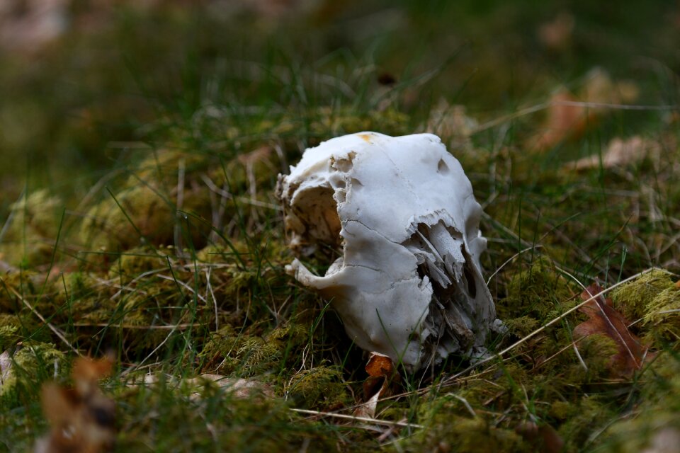 Outdoor wild bladmossor