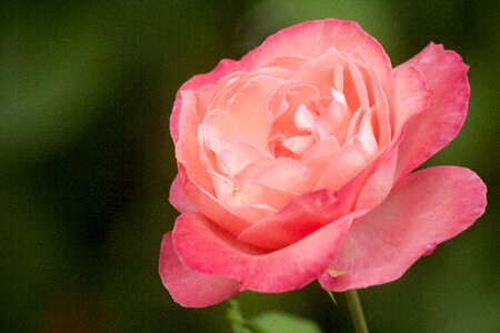 Flower rosa nature