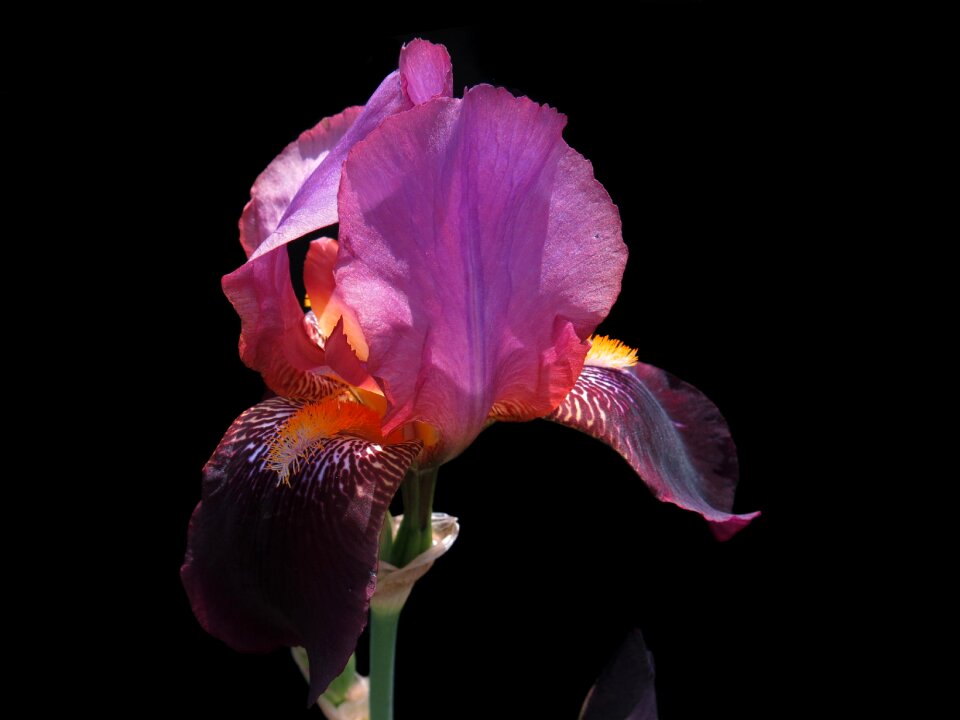 Purple flower iris close up