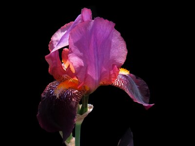 Purple flower iris close up photo