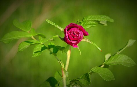 Red rose spring blooming flower
