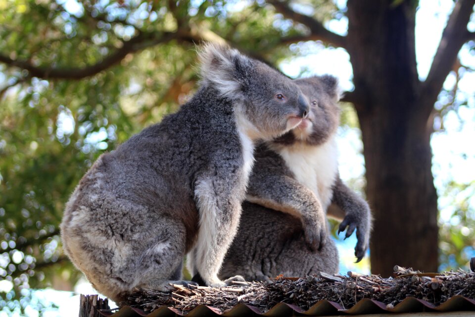 Animal tree marsupial