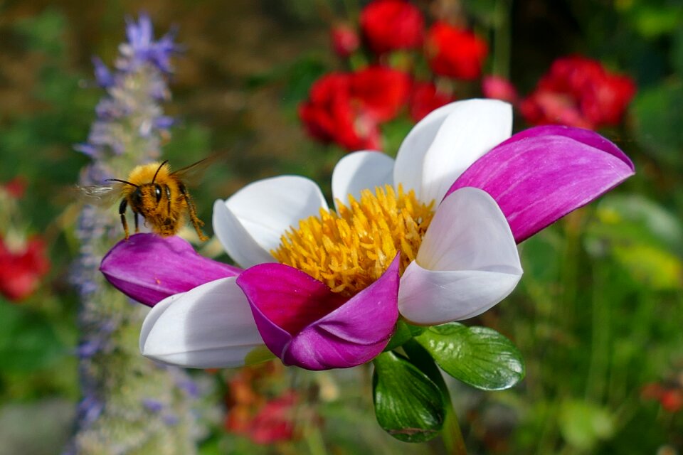 The two-tone purple white