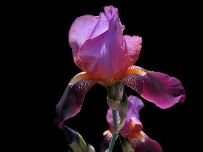 Purple flower iris close up photo