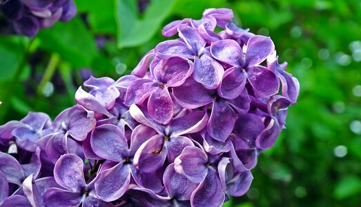 Nature spring decorative