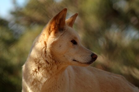 Outdoors wildlife dingo photo